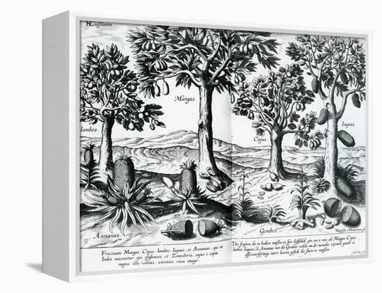 Tropical Fruit Trees, 1596-Johannes Baptista van Frueauf the Younger-Framed Premier Image Canvas