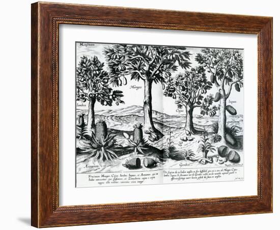 Tropical Fruit Trees, 1596-Johannes Baptista van Frueauf the Younger-Framed Giclee Print