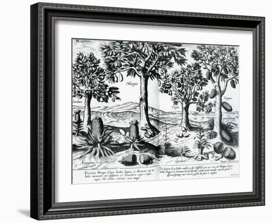 Tropical Fruit Trees, 1596-Johannes Baptista van Frueauf the Younger-Framed Giclee Print