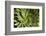 Tropical Garden, Waikato, North Island, New Zealand-David Wall-Framed Photographic Print