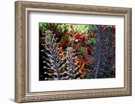 Tropical Garden-Herb Dickinson-Framed Photographic Print