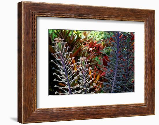 Tropical Garden-Herb Dickinson-Framed Photographic Print