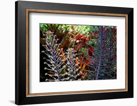 Tropical Garden-Herb Dickinson-Framed Photographic Print