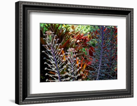 Tropical Garden-Herb Dickinson-Framed Photographic Print