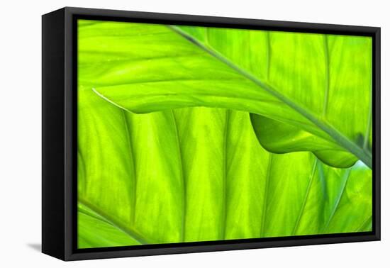 Tropical Gardens with Philodendrons-Terry Eggers-Framed Premier Image Canvas