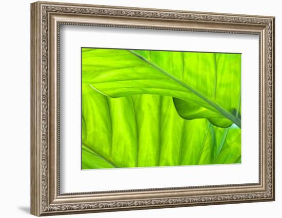 Tropical Gardens with Philodendrons-Terry Eggers-Framed Photographic Print