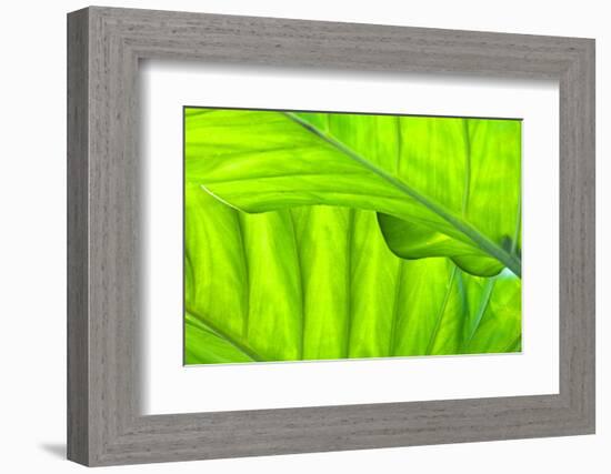 Tropical Gardens with Philodendrons-Terry Eggers-Framed Photographic Print