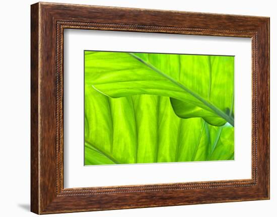 Tropical Gardens with Philodendrons-Terry Eggers-Framed Photographic Print