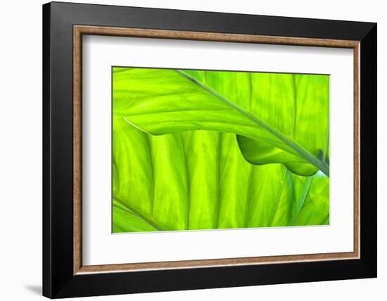 Tropical Gardens with Philodendrons-Terry Eggers-Framed Photographic Print