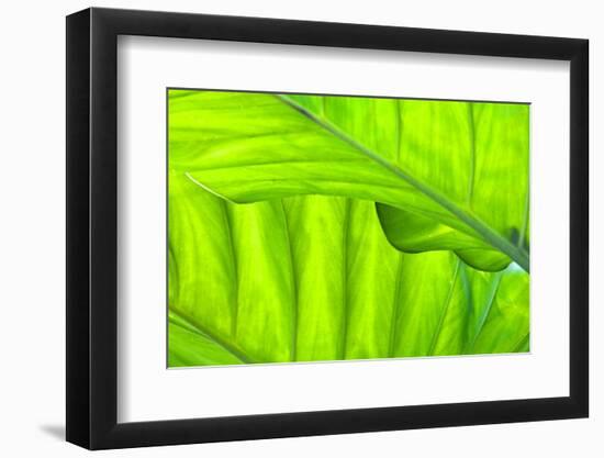 Tropical Gardens with Philodendrons-Terry Eggers-Framed Photographic Print