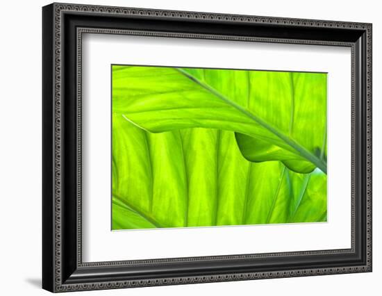 Tropical Gardens with Philodendrons-Terry Eggers-Framed Photographic Print