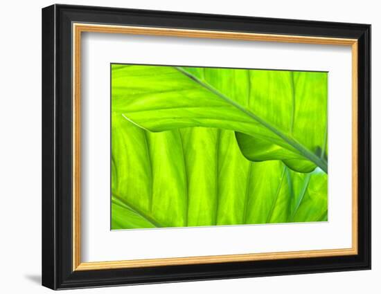 Tropical Gardens with Philodendrons-Terry Eggers-Framed Photographic Print