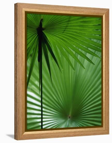 Tropical Grasses, Nadi, Viti Levu-Walter Bibikow-Framed Premier Image Canvas