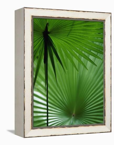 Tropical Grasses, Nadi, Viti Levu-Walter Bibikow-Framed Premier Image Canvas