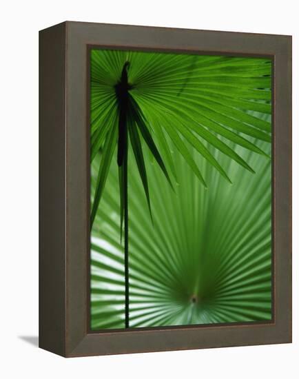 Tropical Grasses, Nadi, Viti Levu-Walter Bibikow-Framed Premier Image Canvas