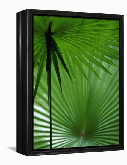 Tropical Grasses, Nadi, Viti Levu-Walter Bibikow-Framed Premier Image Canvas