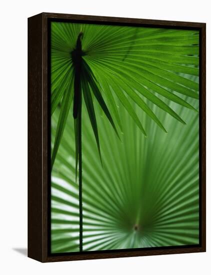 Tropical Grasses, Nadi, Viti Levu-Walter Bibikow-Framed Premier Image Canvas