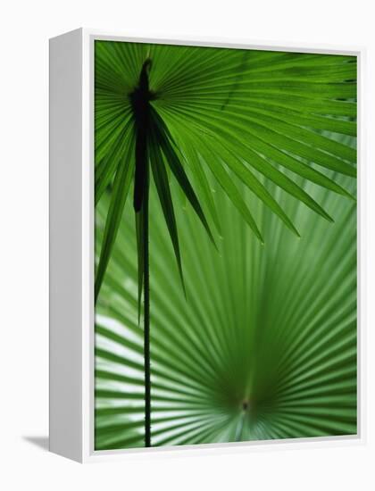 Tropical Grasses, Nadi, Viti Levu-Walter Bibikow-Framed Premier Image Canvas