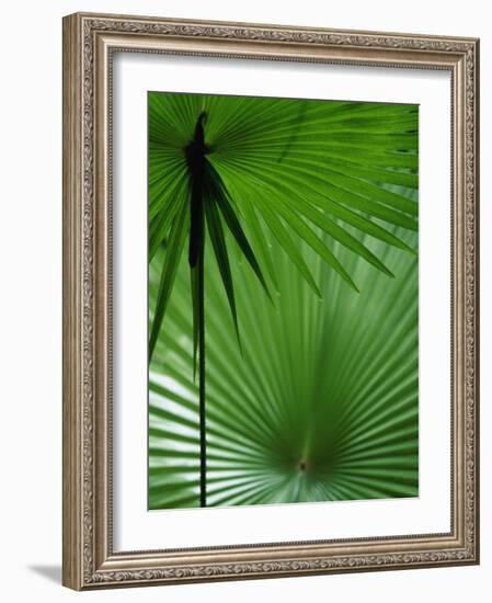 Tropical Grasses, Nadi, Viti Levu-Walter Bibikow-Framed Photographic Print