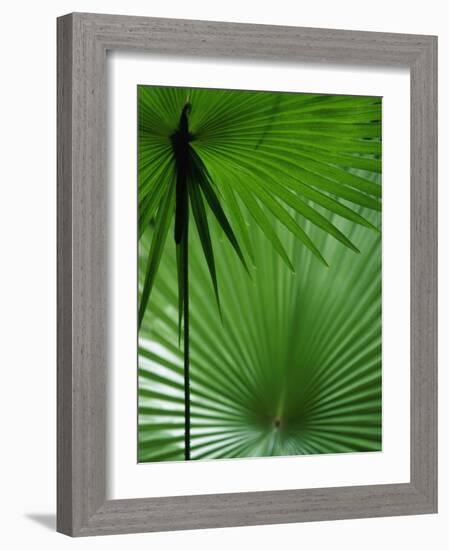 Tropical Grasses, Nadi, Viti Levu-Walter Bibikow-Framed Photographic Print