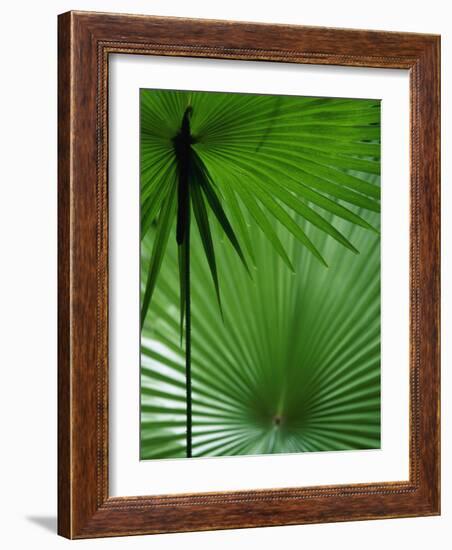 Tropical Grasses, Nadi, Viti Levu-Walter Bibikow-Framed Photographic Print