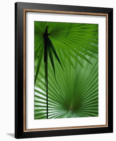 Tropical Grasses, Nadi, Viti Levu-Walter Bibikow-Framed Photographic Print