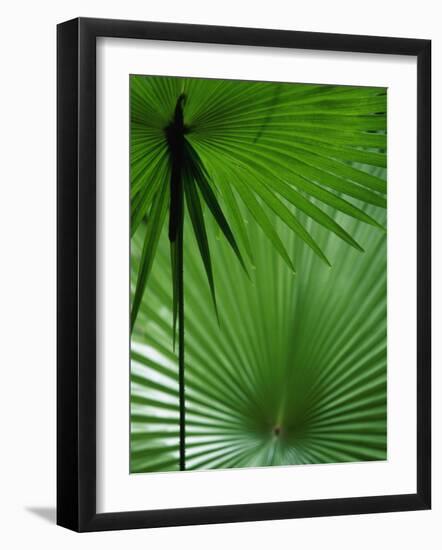 Tropical Grasses, Nadi, Viti Levu-Walter Bibikow-Framed Photographic Print