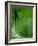 Tropical Grasses, Nadi, Viti Levu-Walter Bibikow-Framed Photographic Print