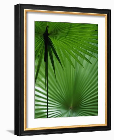 Tropical Grasses, Nadi, Viti Levu-Walter Bibikow-Framed Photographic Print