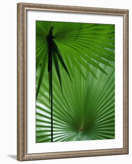 Tropical Grasses, Nadi, Viti Levu-Walter Bibikow-Framed Photographic Print