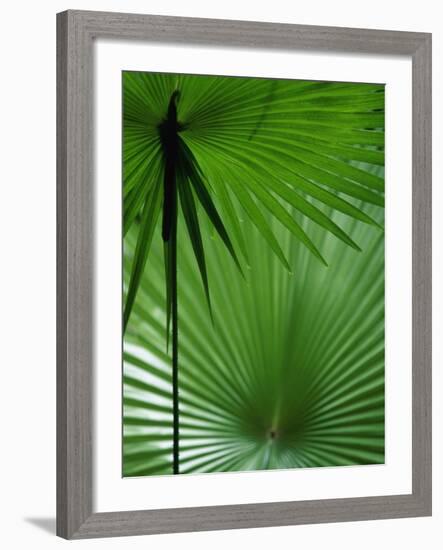 Tropical Grasses, Nadi, Viti Levu-Walter Bibikow-Framed Photographic Print