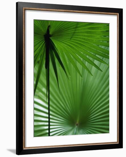 Tropical Grasses, Nadi, Viti Levu-Walter Bibikow-Framed Photographic Print