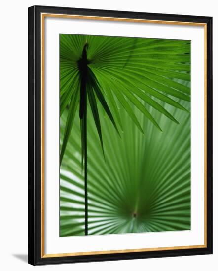 Tropical Grasses, Nadi, Viti Levu-Walter Bibikow-Framed Photographic Print