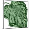 Tropical Green Palm III-Melonie Miller-Mounted Art Print