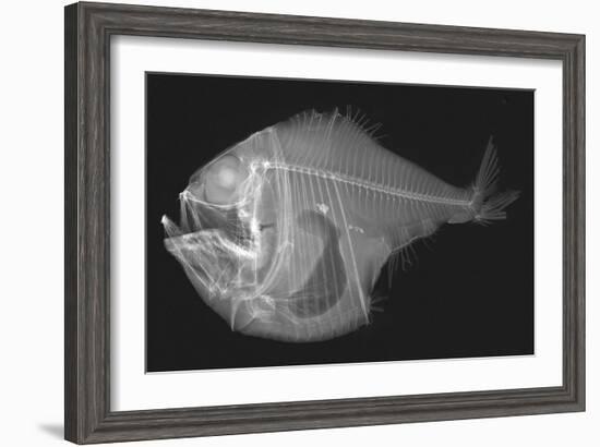 Tropical Hatchetfish-Sandra J. Raredon-Framed Art Print