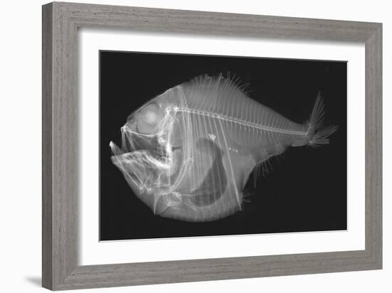 Tropical Hatchetfish-Sandra J. Raredon-Framed Art Print