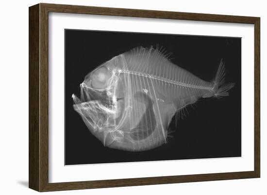 Tropical Hatchetfish-Sandra J. Raredon-Framed Art Print