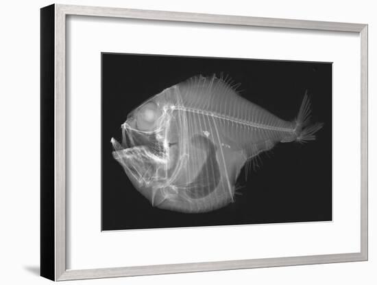 Tropical Hatchetfish-Sandra J. Raredon-Framed Art Print