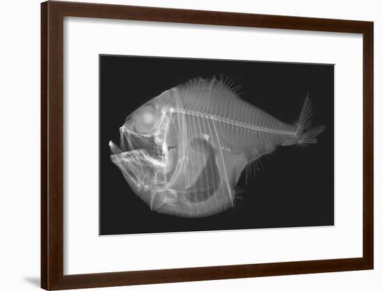 Tropical Hatchetfish-Sandra J. Raredon-Framed Art Print