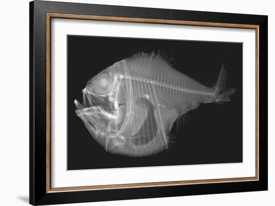 Tropical Hatchetfish-Sandra J. Raredon-Framed Art Print