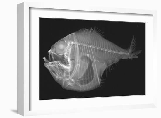 Tropical Hatchetfish-Sandra J. Raredon-Framed Art Print