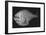 Tropical Hatchetfish-Sandra J. Raredon-Framed Art Print