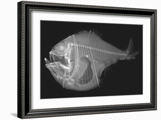 Tropical Hatchetfish-Sandra J. Raredon-Framed Art Print