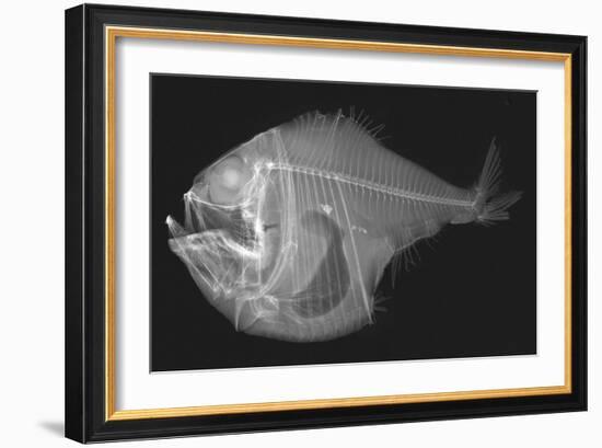 Tropical Hatchetfish-Sandra J. Raredon-Framed Art Print