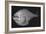 Tropical Hatchetfish-Sandra J. Raredon-Framed Premium Giclee Print