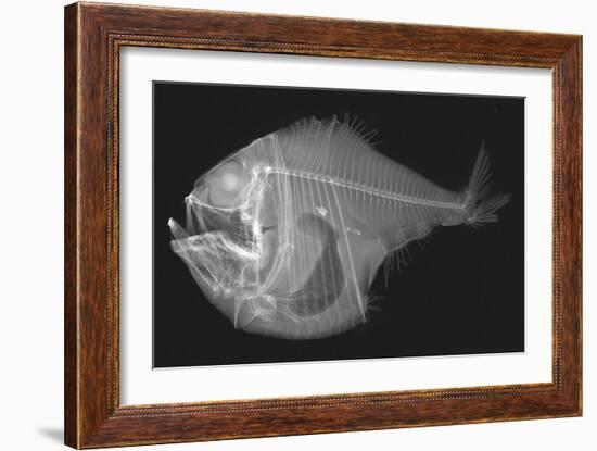 Tropical Hatchetfish-Sandra J. Raredon-Framed Premium Giclee Print