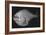 Tropical Hatchetfish-Sandra J. Raredon-Framed Premium Giclee Print