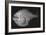 Tropical Hatchetfish-Sandra J. Raredon-Framed Premium Giclee Print