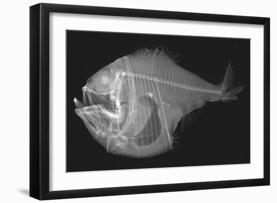 Tropical Hatchetfish-Sandra J. Raredon-Framed Premium Giclee Print