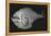 Tropical Hatchetfish-Sandra J. Raredon-Framed Stretched Canvas